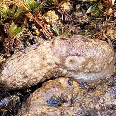 Deroceras reticulatum (Grey Field Slug) at Ginninderry Conservation Corridor - 23 Sep 2021 by trevorpreston