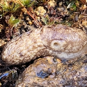 Deroceras reticulatum at Coree, ACT - 23 Sep 2021