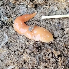 Australoplana alba (A flatworm) at Holt, ACT - 23 Sep 2021 by tpreston