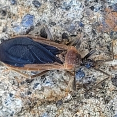 Aradidae sp. (family) (Flat bug) at Coree, ACT - 23 Sep 2021 by tpreston