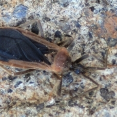 Aradidae sp. (family) at Coree, ACT - 23 Sep 2021