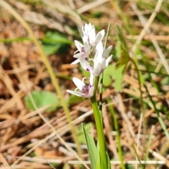 Wurmbea dioica subsp. dioica (Early Nancy) at Jerrabomberra, ACT - 23 Sep 2021 by Mike