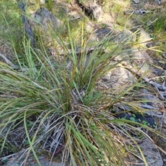 Lomandra longifolia (Spiny-headed Mat-rush, Honey Reed) at Isaacs Ridge and Nearby - 23 Sep 2021 by Mike