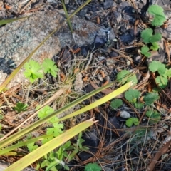 Lomandra longifolia at Jerrabomberra, ACT - 23 Sep 2021