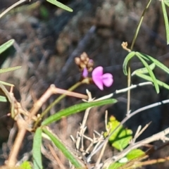 Glycine clandestina (Twining Glycine) at Isaacs Ridge and Nearby - 23 Sep 2021 by Mike