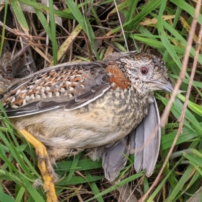 Turnix varius (Painted Buttonquail) at Hamilton Valley, NSW - 23 Sep 2021 by Darcy