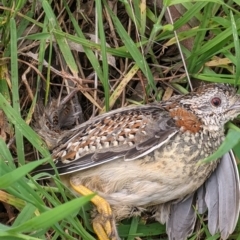 Turnix varius at Hamilton Valley, NSW - 23 Sep 2021 09:04 AM