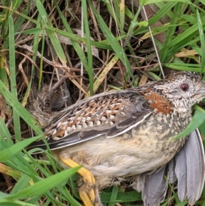 Turnix varius at Hamilton Valley, NSW - 23 Sep 2021