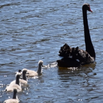 Cygnus atratus (Black Swan) at Dunlop, ACT - 23 Sep 2021 by Sammyj87