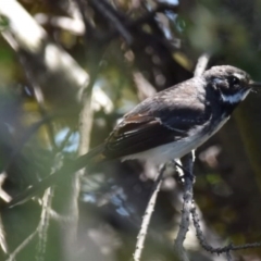 Rhipidura albiscapa (Grey Fantail) at Dunlop, ACT - 23 Sep 2021 by Sammyj87