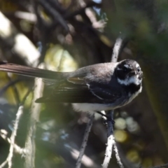 Rhipidura albiscapa at Dunlop, ACT - 23 Sep 2021 11:50 AM