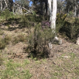 Apis mellifera at Bruce, ACT - 23 Sep 2021