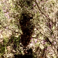 Apis mellifera at Bruce, ACT - 23 Sep 2021 12:20 PM