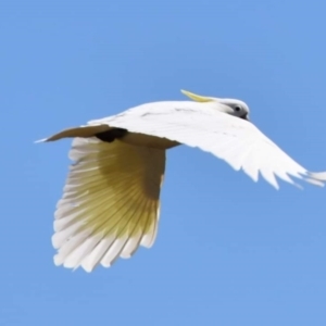 Cacatua galerita at Dunlop, ACT - 23 Sep 2021