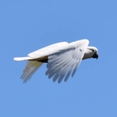 Cacatua galerita at Dunlop, ACT - 23 Sep 2021 12:05 PM