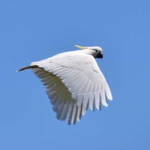 Cacatua galerita at Dunlop, ACT - 23 Sep 2021