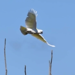 Cacatua galerita at Dunlop, ACT - 23 Sep 2021 12:05 PM