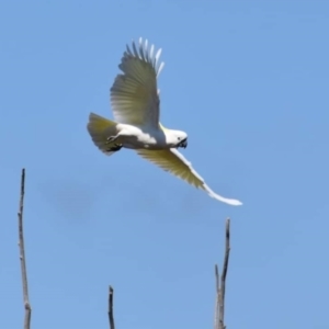 Cacatua galerita at Dunlop, ACT - 23 Sep 2021