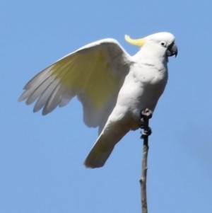 Cacatua galerita at Dunlop, ACT - 23 Sep 2021 12:05 PM