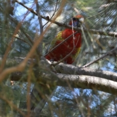 Platycercus elegans (Crimson Rosella) at West Belconnen Pond - 23 Sep 2021 by Sammyj87