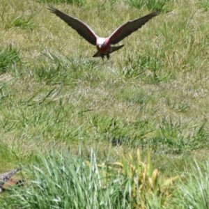 Eolophus roseicapilla at Dunlop, ACT - 23 Sep 2021