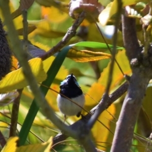 Malurus cyaneus at Dunlop, ACT - 23 Sep 2021 10:50 AM