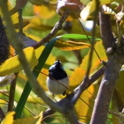 Malurus cyaneus (Superb Fairywren) at Dunlop, ACT - 23 Sep 2021 by Sammyj87