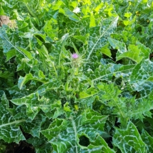 Silybum marianum at Jerrabomberra, ACT - 23 Sep 2021