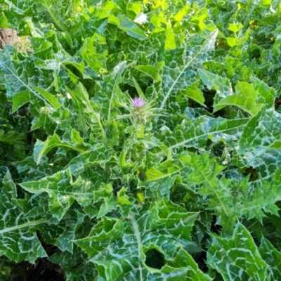 Silybum marianum (Variegated Thistle) at Isaacs Ridge - 23 Sep 2021 by Mike