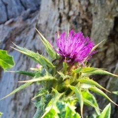 Silybum marianum at Jerrabomberra, ACT - 23 Sep 2021