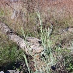 Senecio quadridentatus (Cotton Fireweed) at Jerrabomberra, ACT - 23 Sep 2021 by Mike