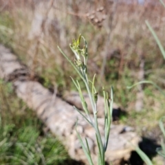 Senecio quadridentatus at Jerrabomberra, ACT - 23 Sep 2021