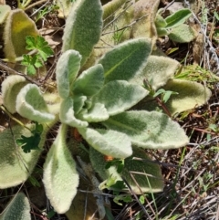 Verbascum thapsus subsp. thapsus (Great Mullein, Aaron's Rod) at Isaacs Ridge and Nearby - 23 Sep 2021 by Mike