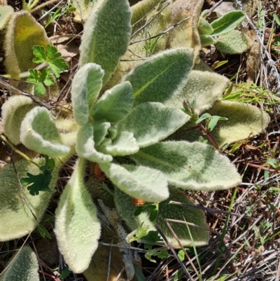 Verbascum thapsus subsp. thapsus (Great Mullein, Aaron's Rod) at Jerrabomberra, ACT - 23 Sep 2021 by Mike