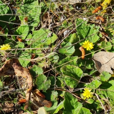 Cymbonotus sp. (preissianus or lawsonianus) (Bears Ears) at Isaacs Ridge and Nearby - 23 Sep 2021 by Mike