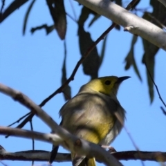 Ptilotula penicillata (White-plumed Honeyeater) at Dunlop, ACT - 23 Sep 2021 by Sammyj87