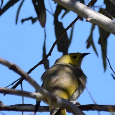 Ptilotula penicillata (White-plumed Honeyeater) at West Belconnen Pond - 23 Sep 2021 by Sammyj87