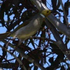 Ptilotula penicillata at Dunlop, ACT - 23 Sep 2021