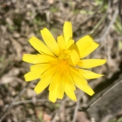 Microseris walteri (Yam Daisy, Murnong) at Gossan Hill - 23 Sep 2021 by goyenjudy