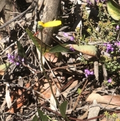 Microseris walteri at Bruce, ACT - 23 Sep 2021 12:33 PM