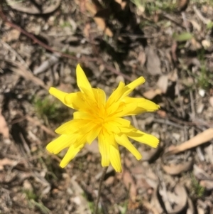 Microseris walteri at Bruce, ACT - 23 Sep 2021