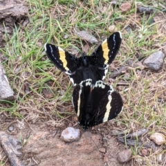 Eutrichopidia latinus (Yellow-banded Day-moth) at Albury - 22 Sep 2021 by Darcy