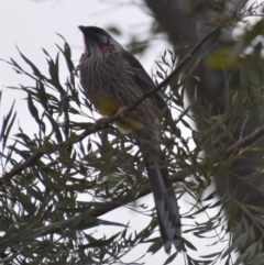 Anthochaera carunculata (Red Wattlebird) at Holt, ACT - 18 Sep 2021 by Sammyj87