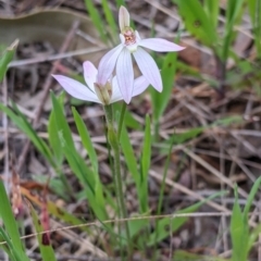 Caladenia carnea (Pink Fingers) at Albury - 22 Sep 2021 by Darcy