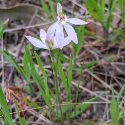 Caladenia carnea (Pink Fingers) at Nail Can Hill - 22 Sep 2021 by Darcy