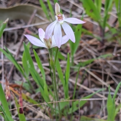 Caladenia carnea (Pink Fingers) at Jindera, NSW - 22 Sep 2021 by Darcy