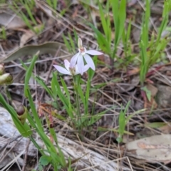 Caladenia carnea at Jindera, NSW - suppressed