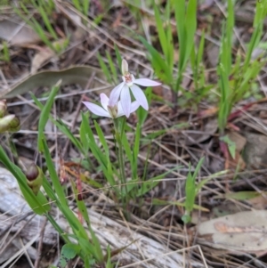 Caladenia carnea at Jindera, NSW - suppressed