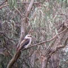 Dacelo novaeguineae (Laughing Kookaburra) at Splitters Creek, NSW - 23 Sep 2021 by Darcy