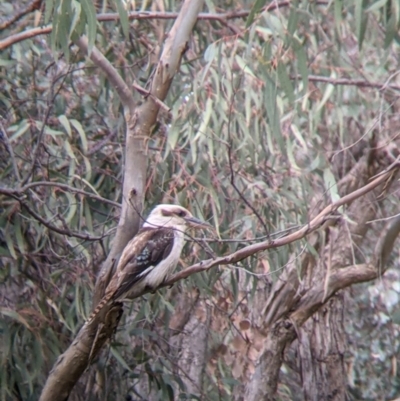 Dacelo novaeguineae (Laughing Kookaburra) at Splitters Creek, NSW - 22 Sep 2021 by Darcy